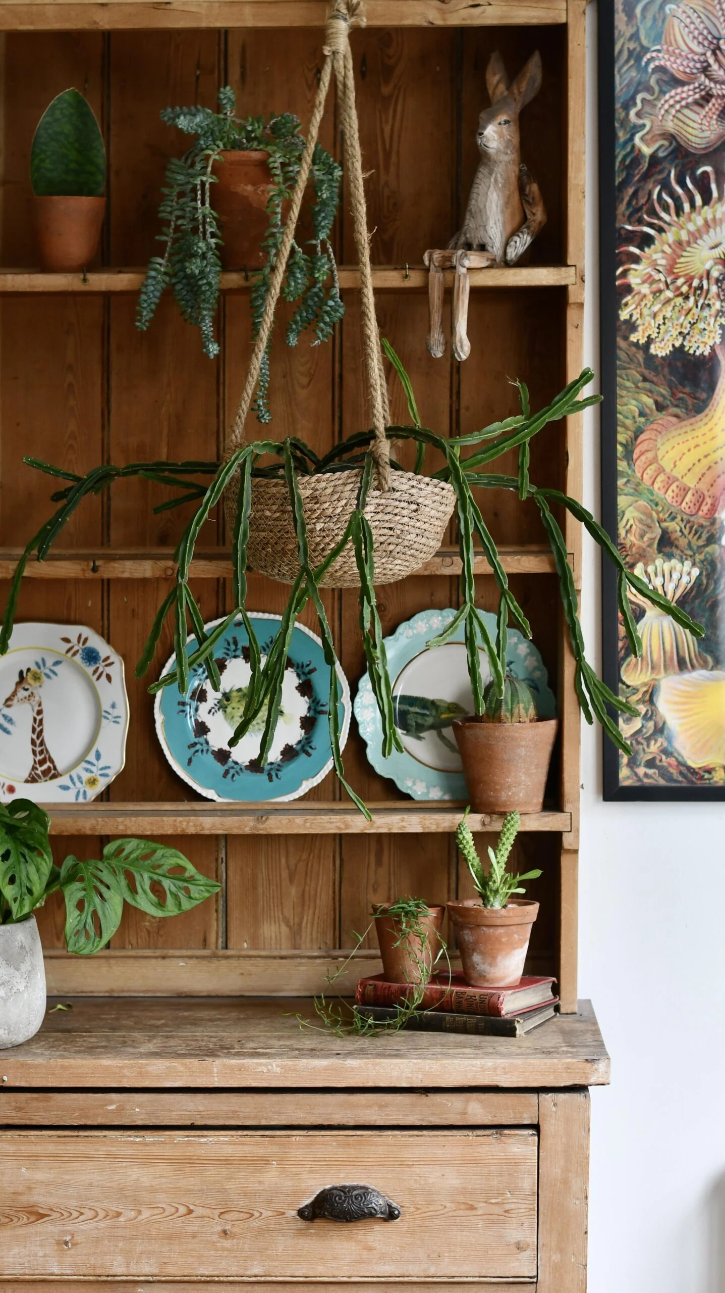 Rhipsalis Pentaptera *rare* - Image 4