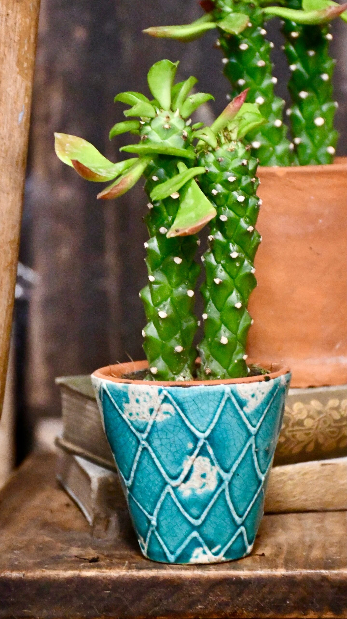 Euphorbia Neorubella | Monadenium Guentheri Baby Cactus - Image 5