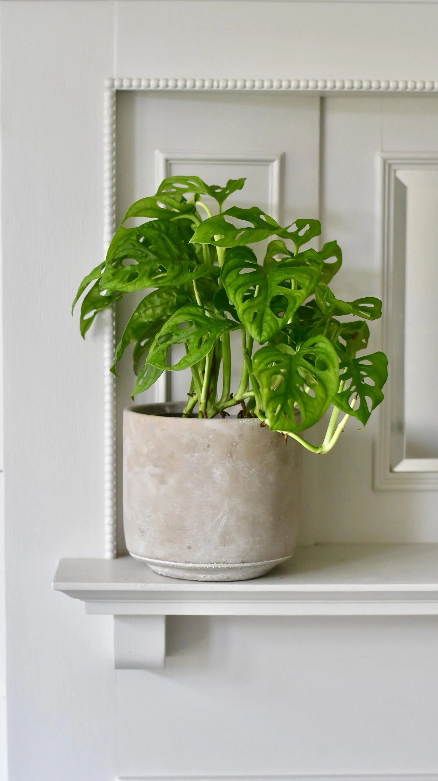 Monstera Obliqua - 'monkey Mask' - Image 2