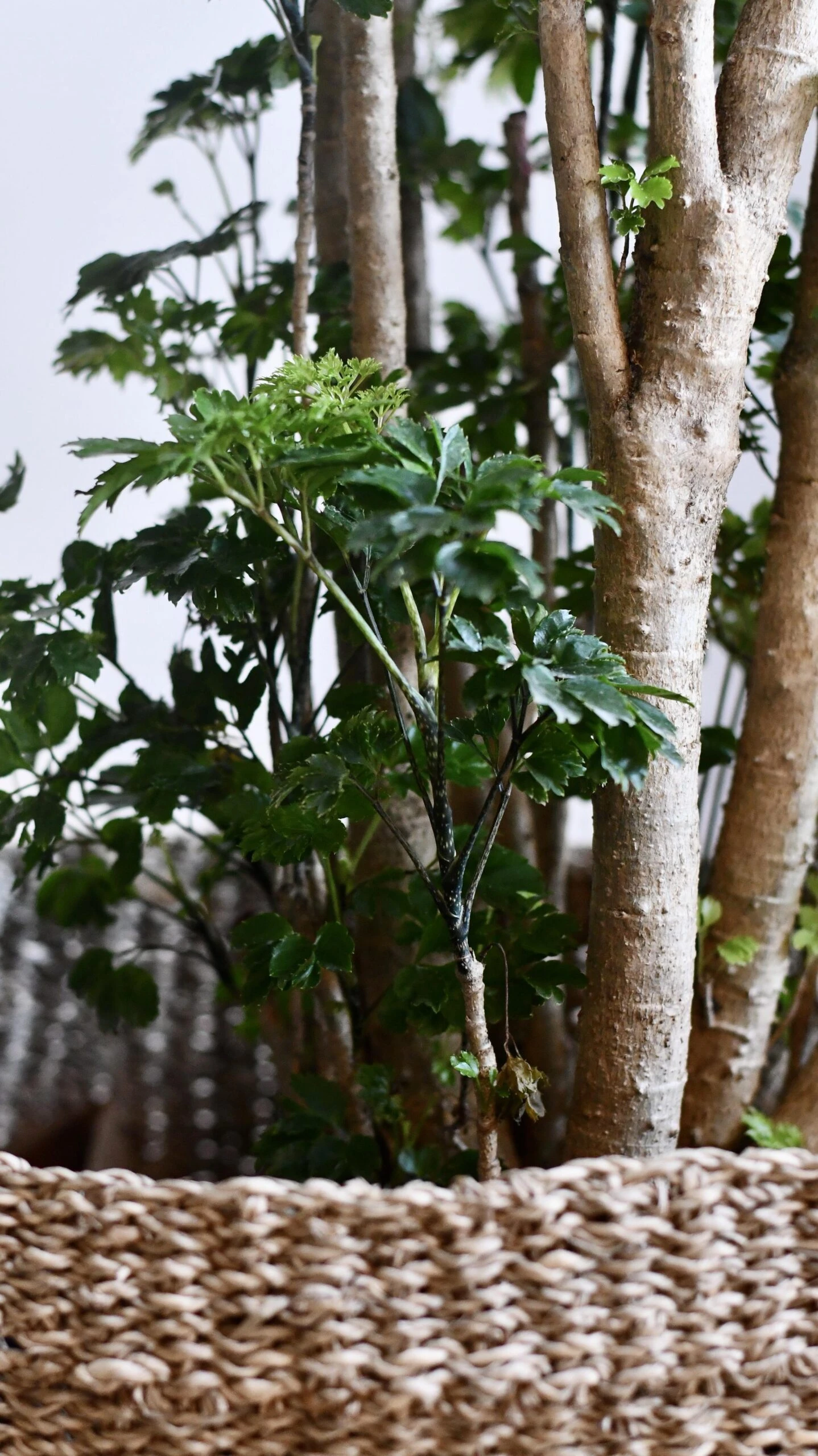 Polyscias Roble, Aralia Roble - Image 6