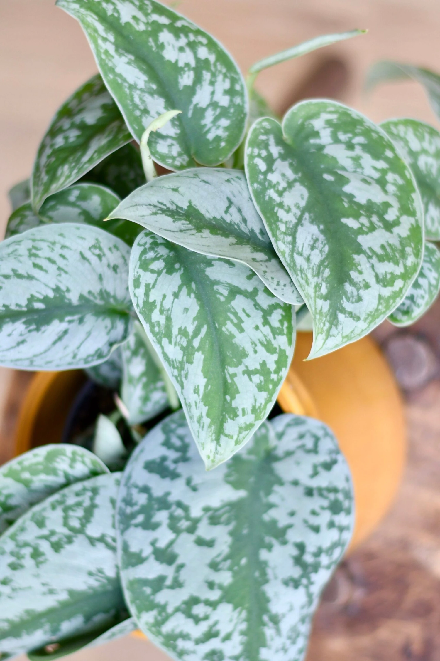 Scindapsus Pictus Trebi - Satin Pothos - Image 2