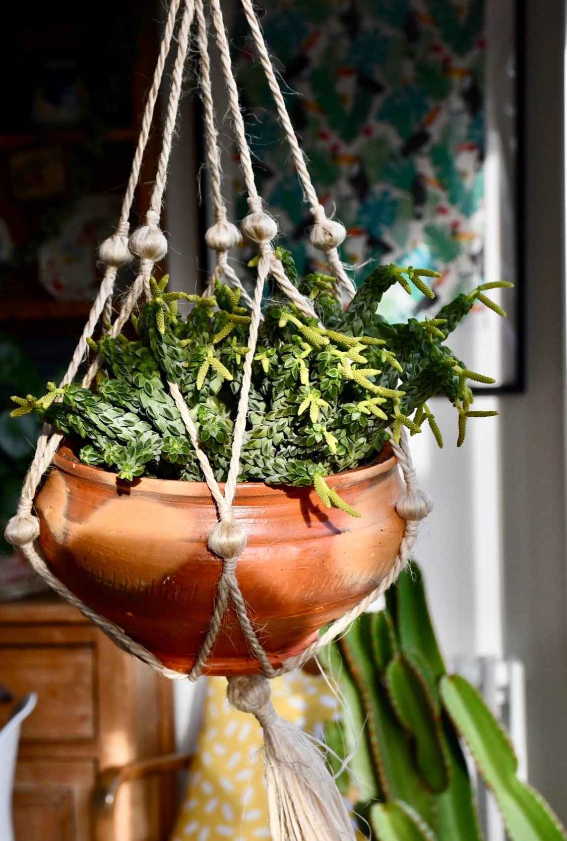 Peperomia Columella - Image 7