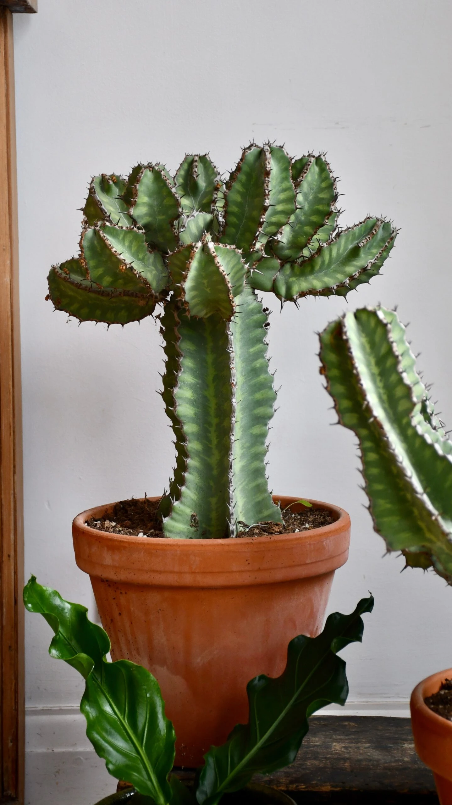 Euphorbia Cooperi - Image 5