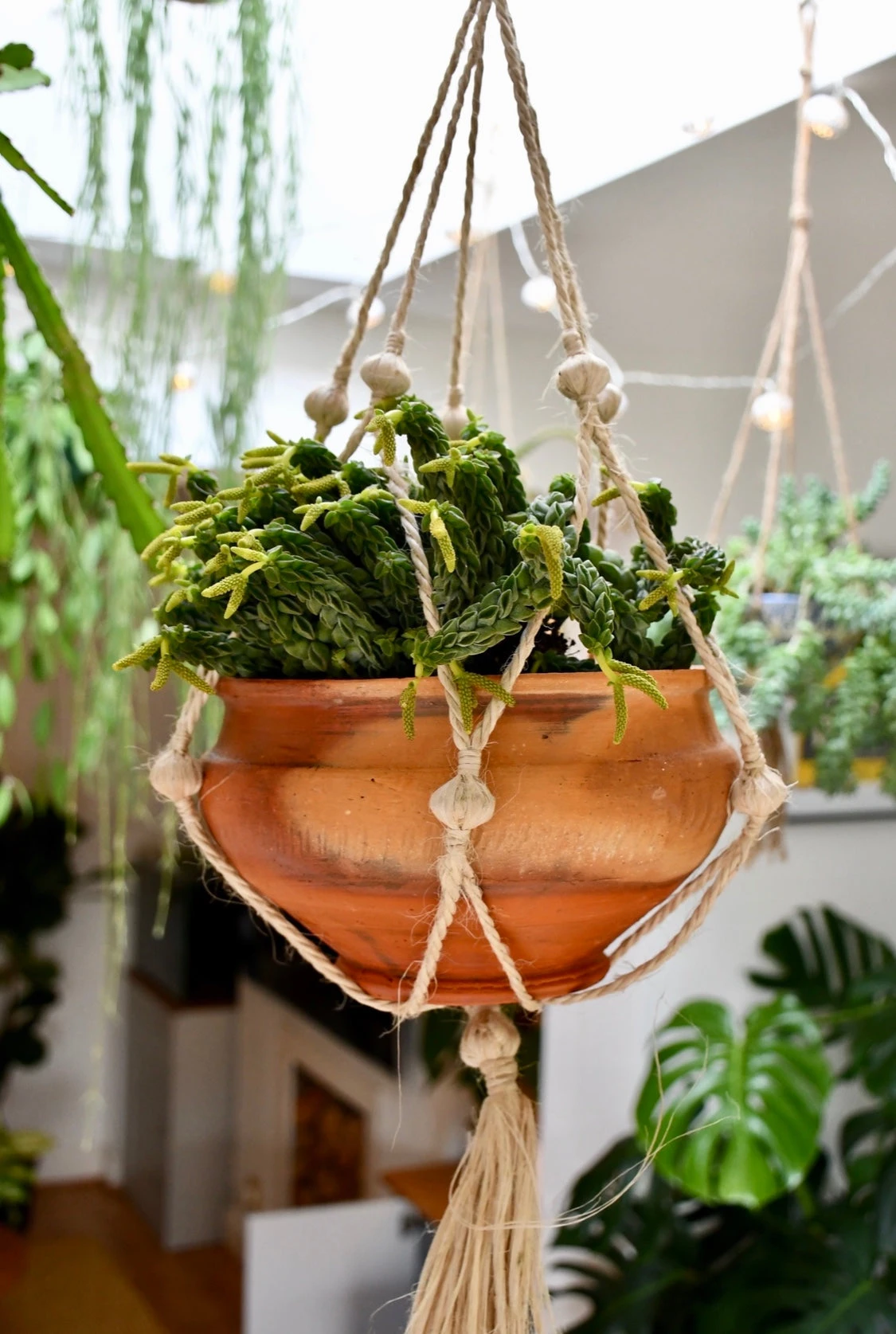 Peperomia Columella - Image 5