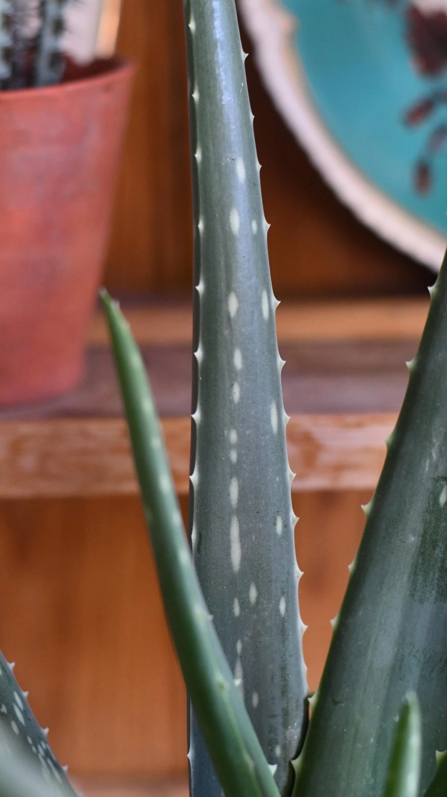 Small Aloe Vera - Image 2