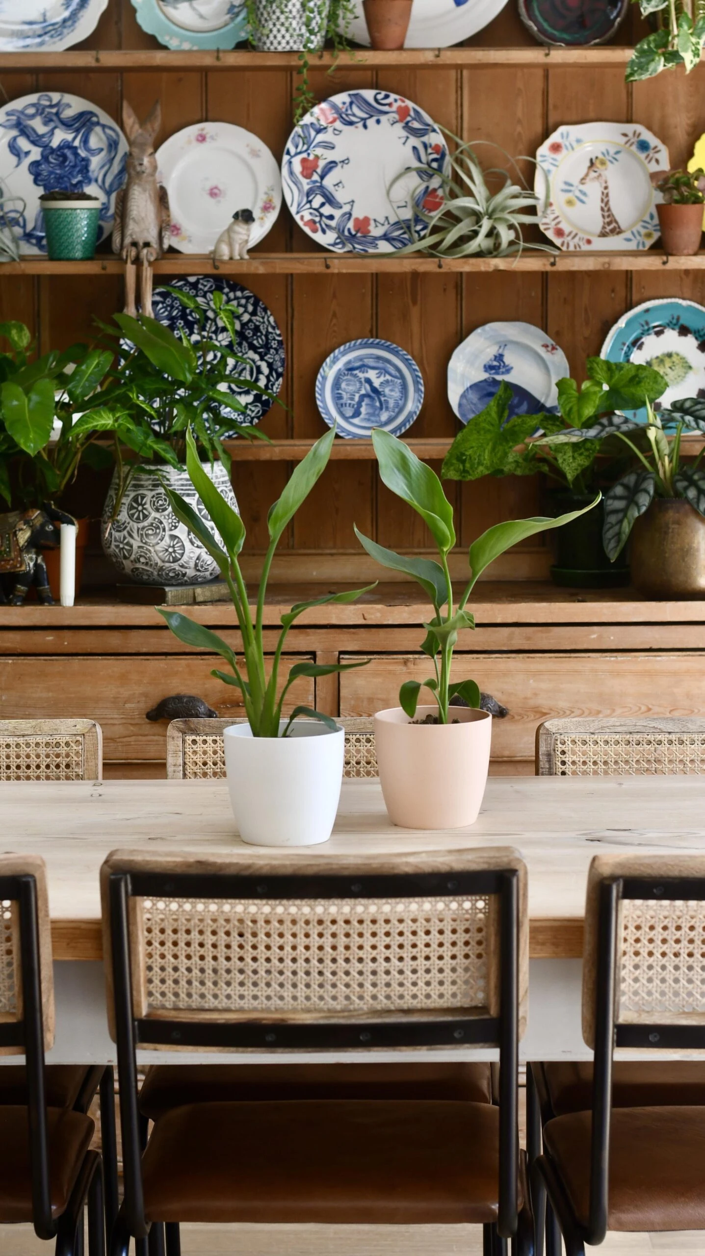 Baby Strelitzia Nicolai & Pot | Bird Of Paradise | White Bird Of Paradise | Wild Banana - Image 3