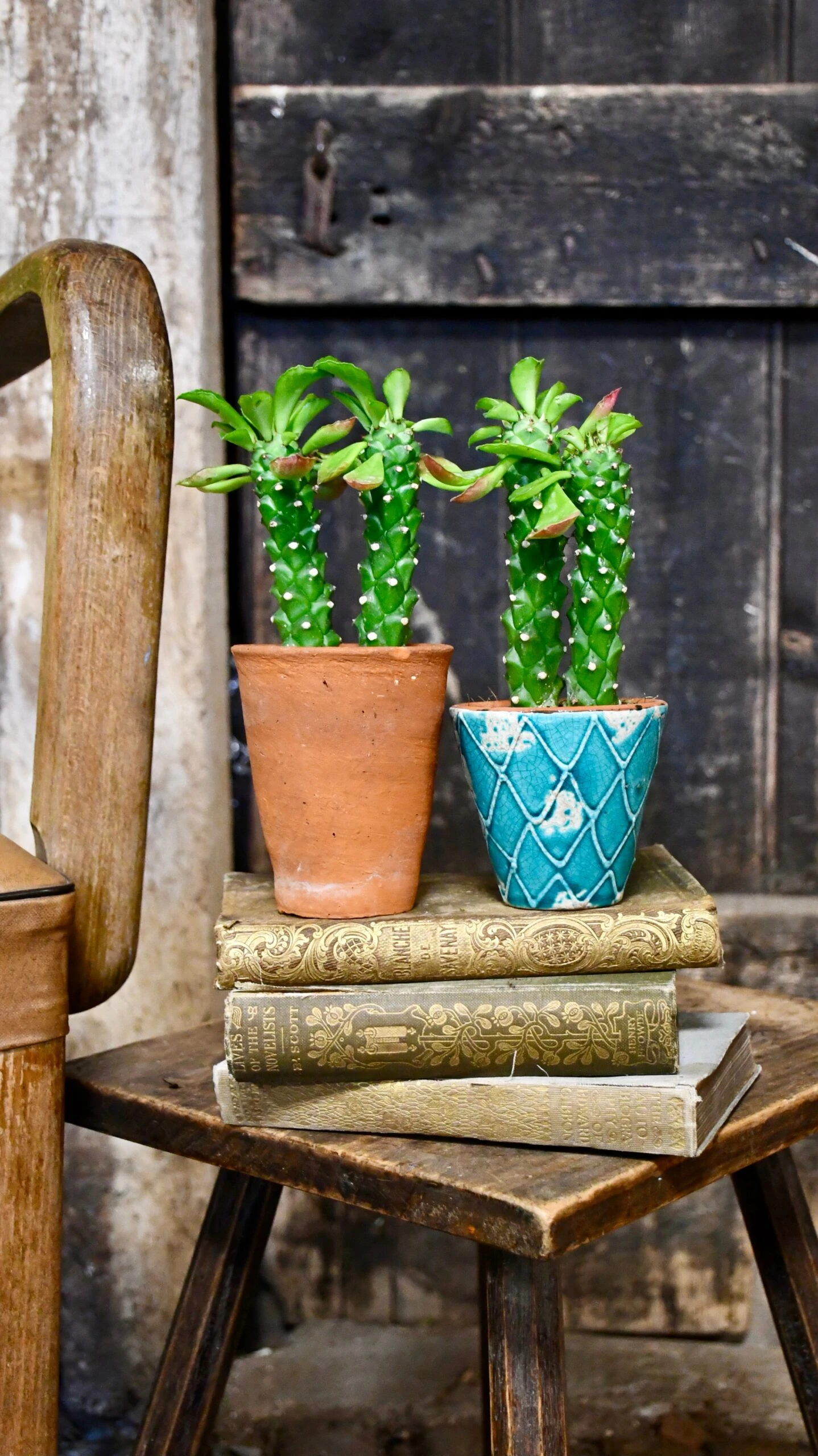 Euphorbia Neorubella | Monadenium Guentheri Baby Cactus - Image 4