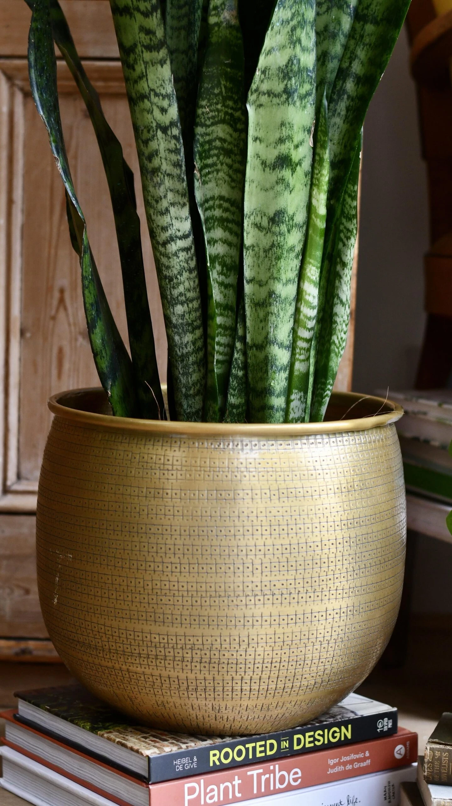 Sansevieria Trifasciata Zeylanica - Image 4