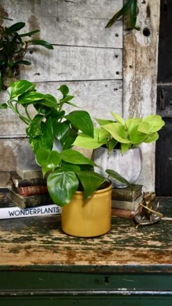 Easy Care Collection