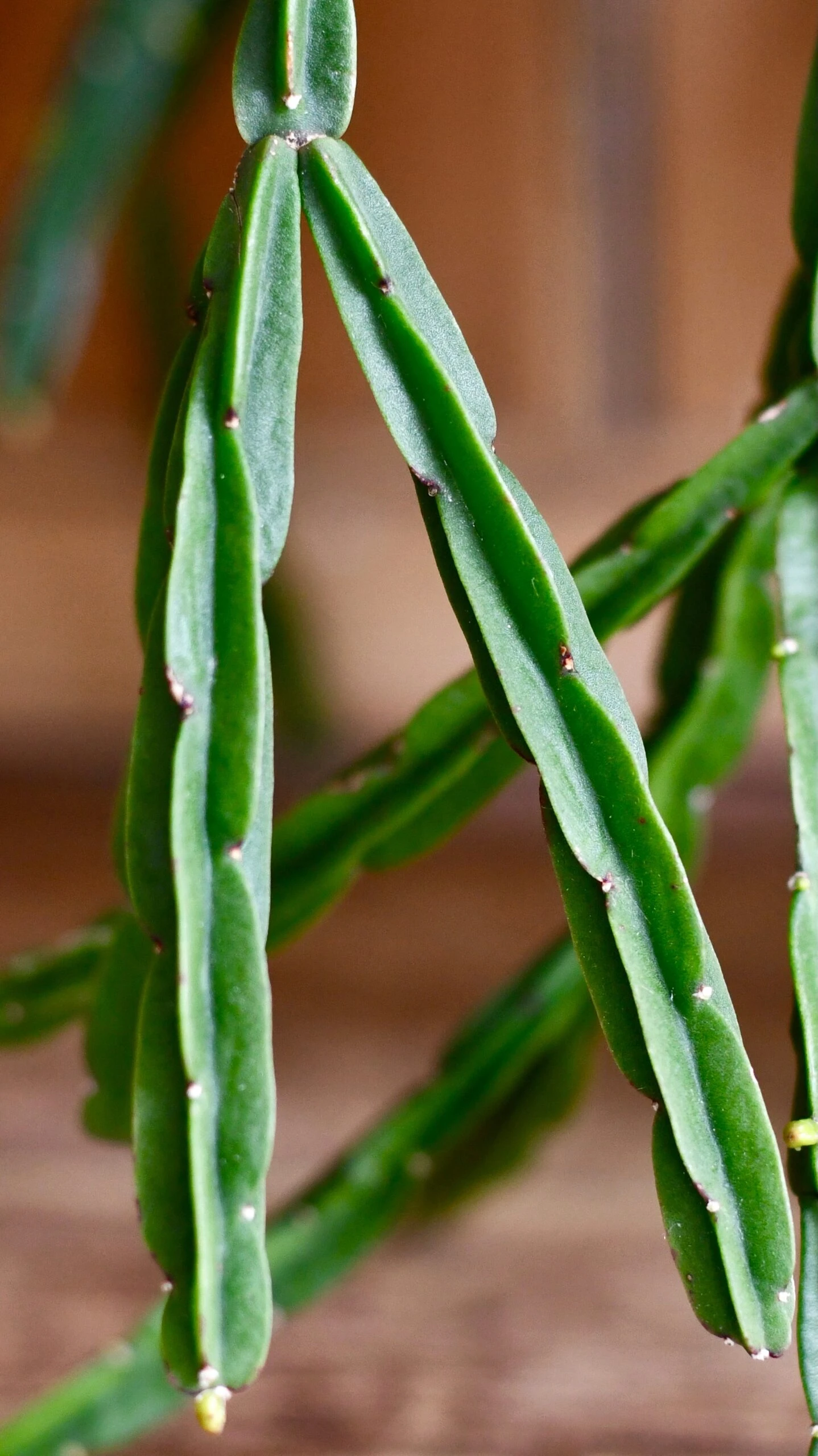 Rhipsalis Pentaptera *rare* - Image 2