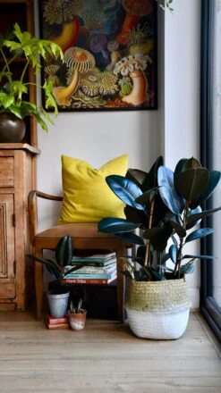 Ficus Elastica Abidjan