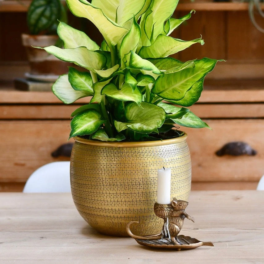 Tembesi Etched Planter Medium Brass