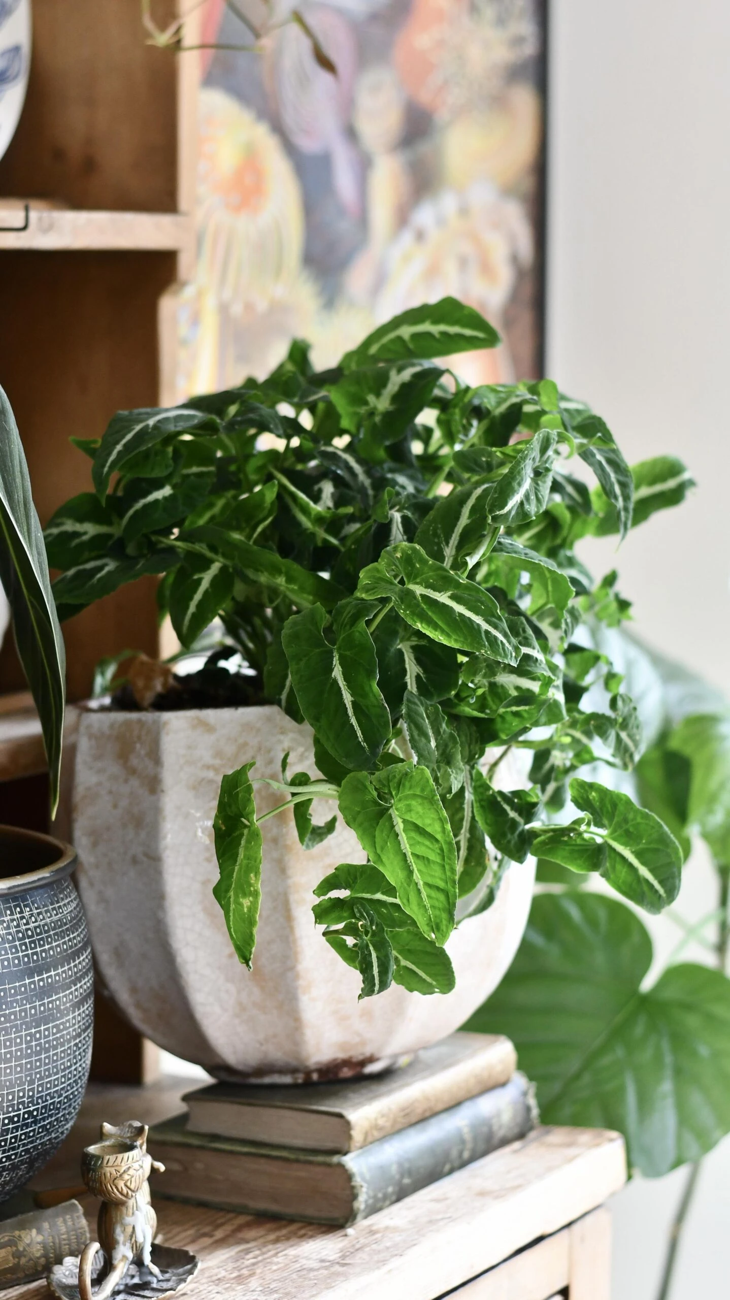 Large Syngonium Wendandii - Image 2