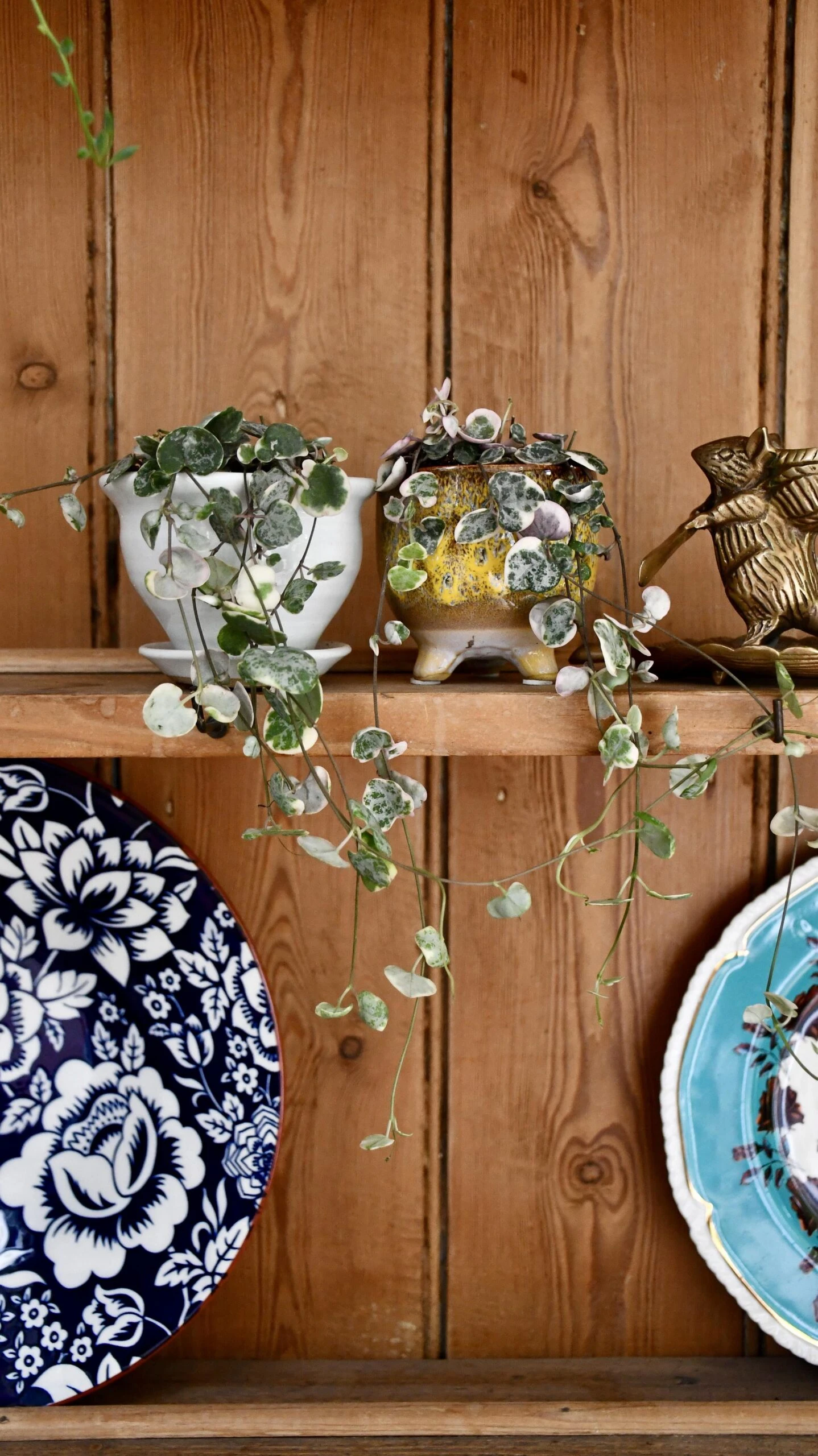 Variegated String Of Hearts | Ceropegia Woodii | Ceropegia Linearis Subsp. Woodii - Image 2