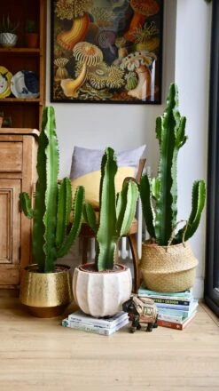 Euphorbia Erytrea - Candleabra Cactus