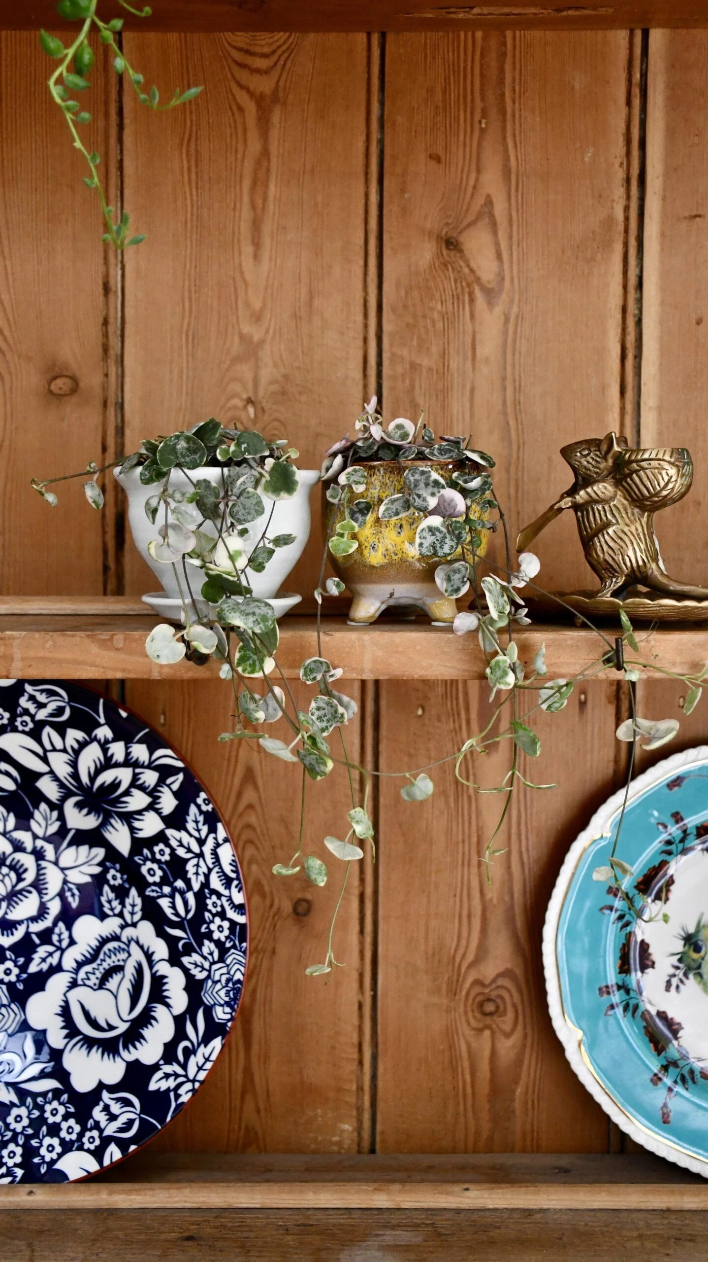 Variegated String Of Hearts | Ceropegia Woodii | Ceropegia Linearis Subsp. Woodii - Image 4