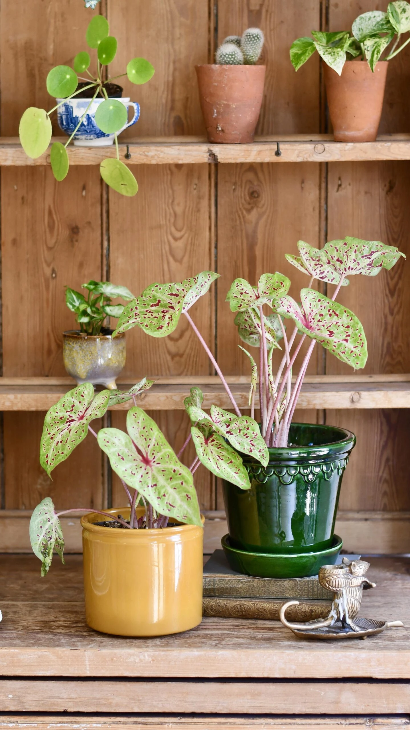 Caladium Miss Muffet - Image 2