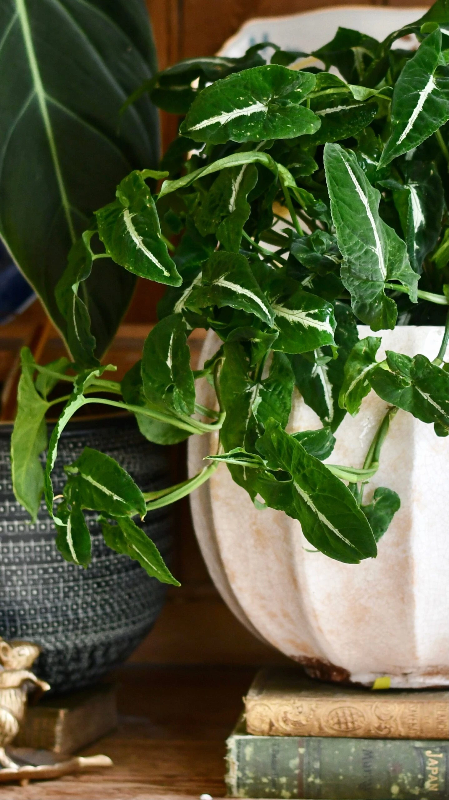 Large Syngonium Wendandii - Image 3