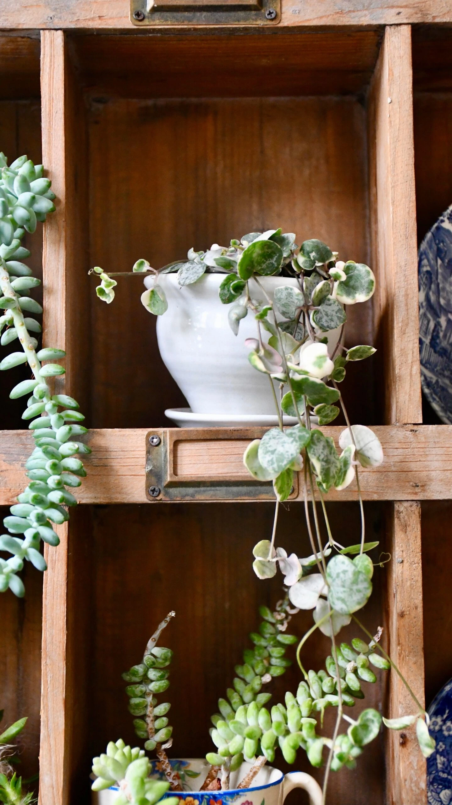 Variegated String Of Hearts | Ceropegia Woodii | Ceropegia Linearis Subsp. Woodii - Image 3