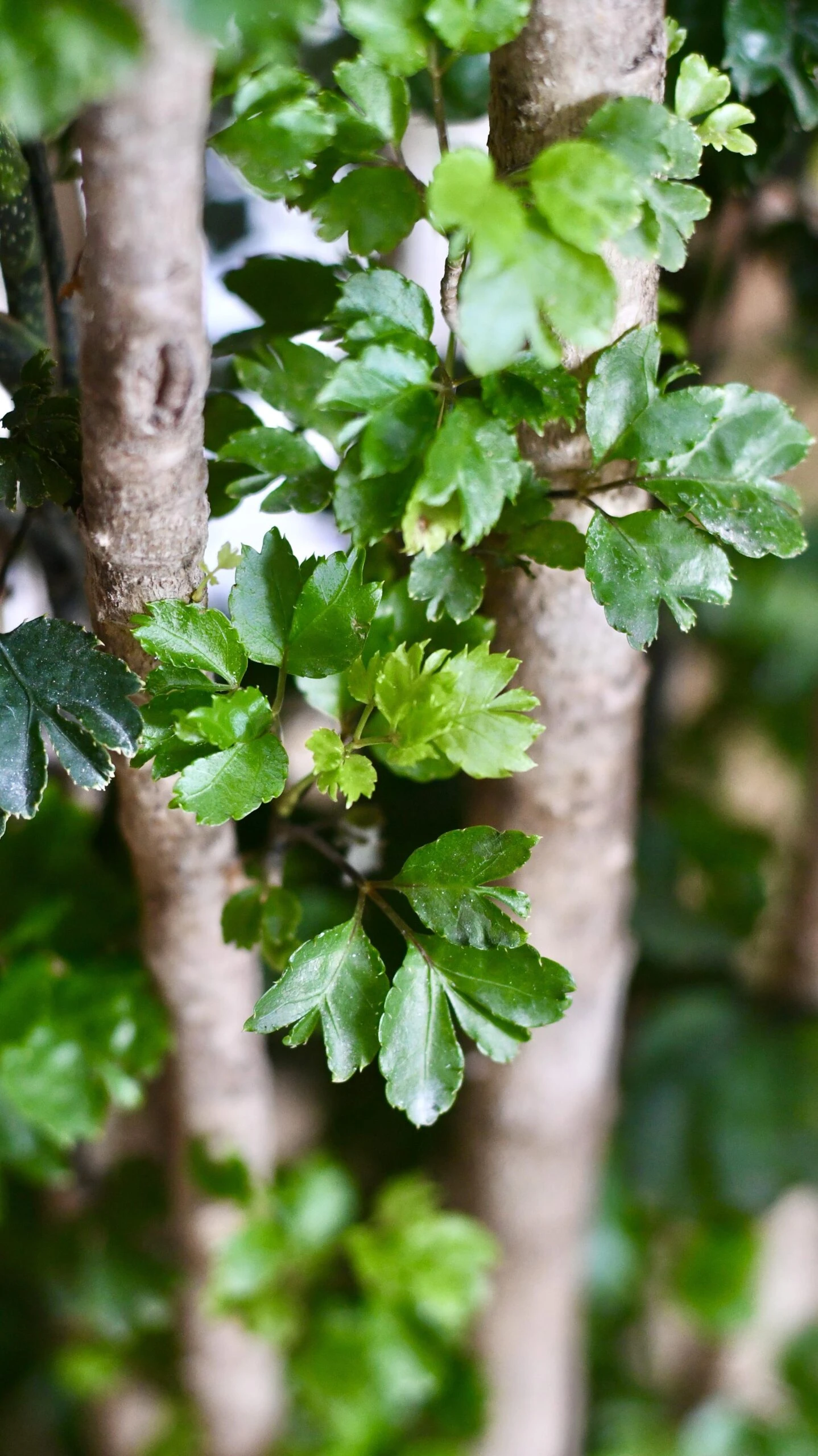 Polyscias Roble, Aralia Roble - Image 5