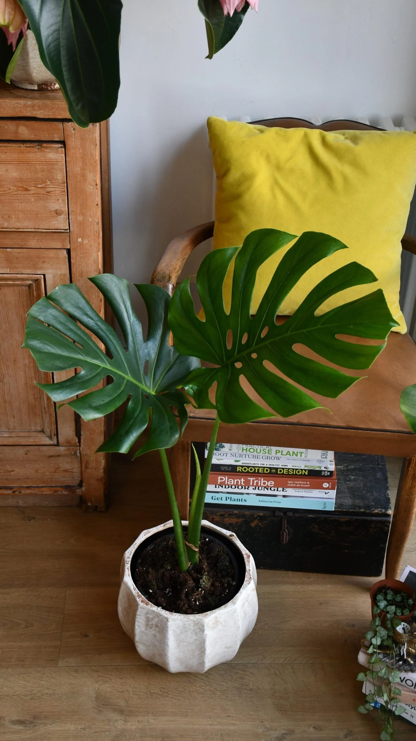 Small Monstera Deliciosa {Large Leaved Elegant Stem Form} - Image 2