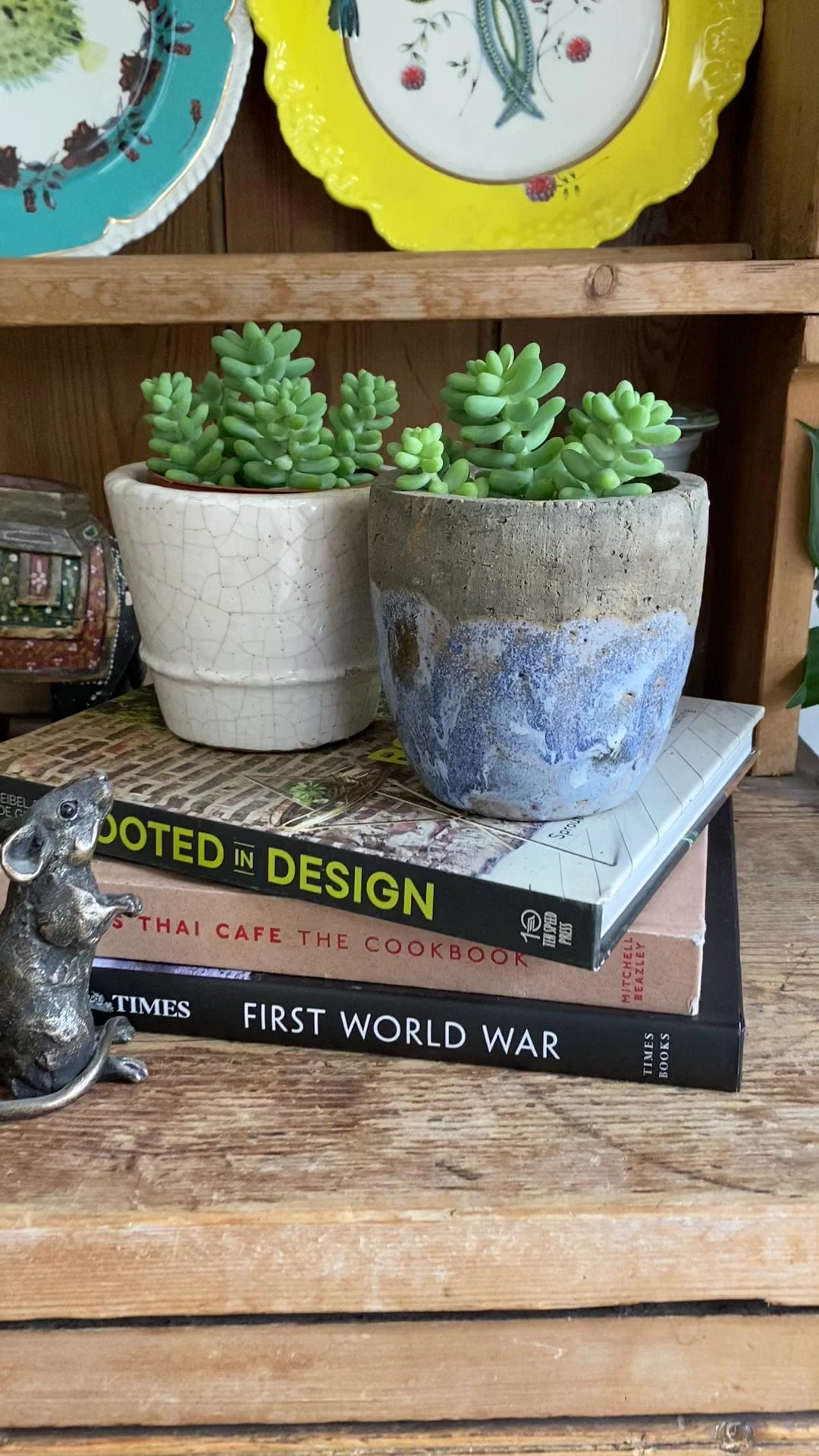 Baby Sedum Burrito Burrows Tail (Sedum Morganianum) - Image 3