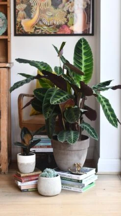 XL Calathea Warscewiczii