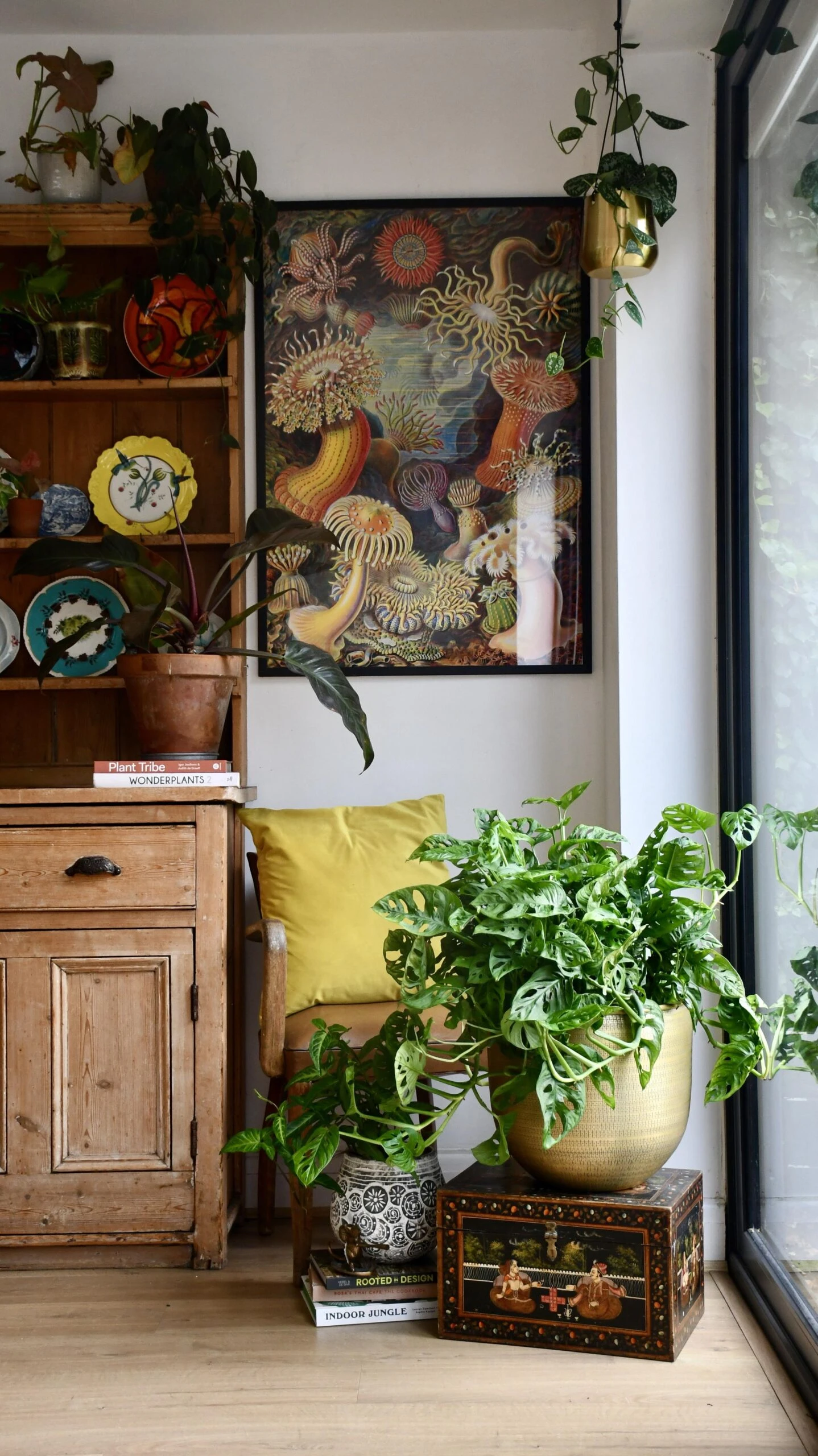 XL Monstera Obliqua 'Monkey Mask' - Image 2