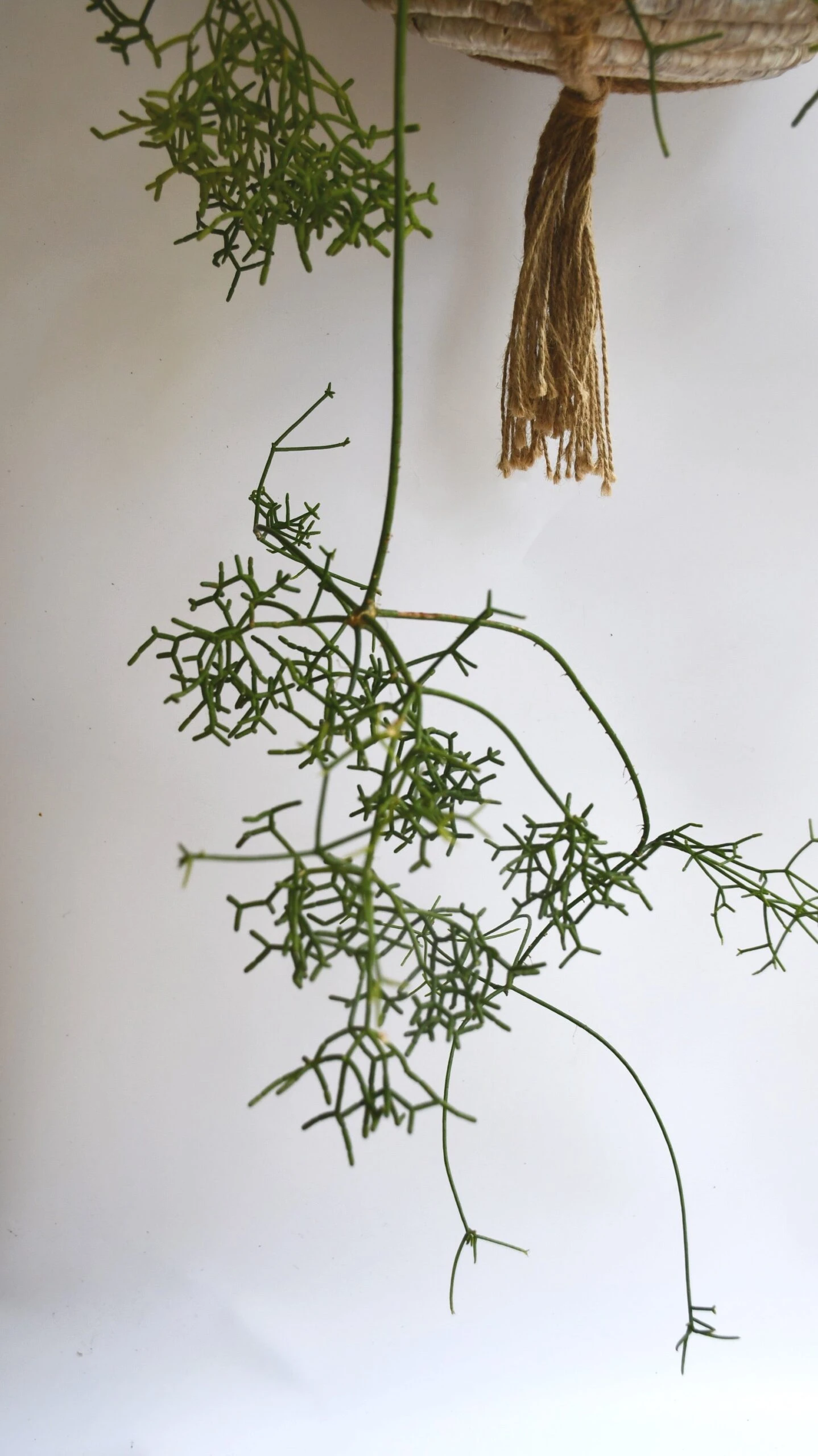 Rhipsalis Baccifera - Image 3