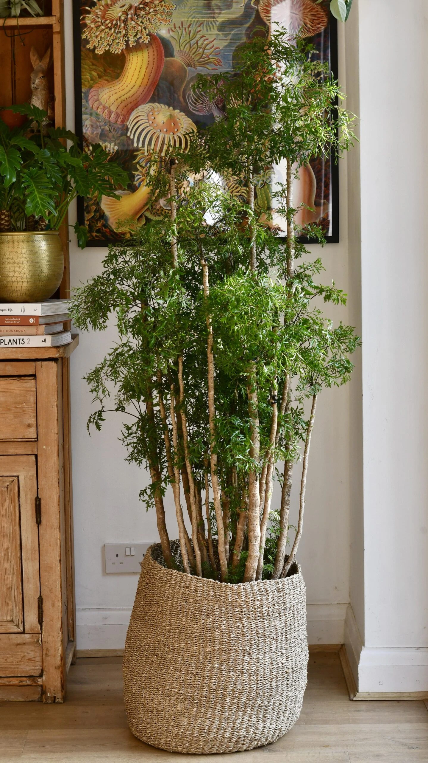 Polyscias Ming Or Aralia Ming - Image 6