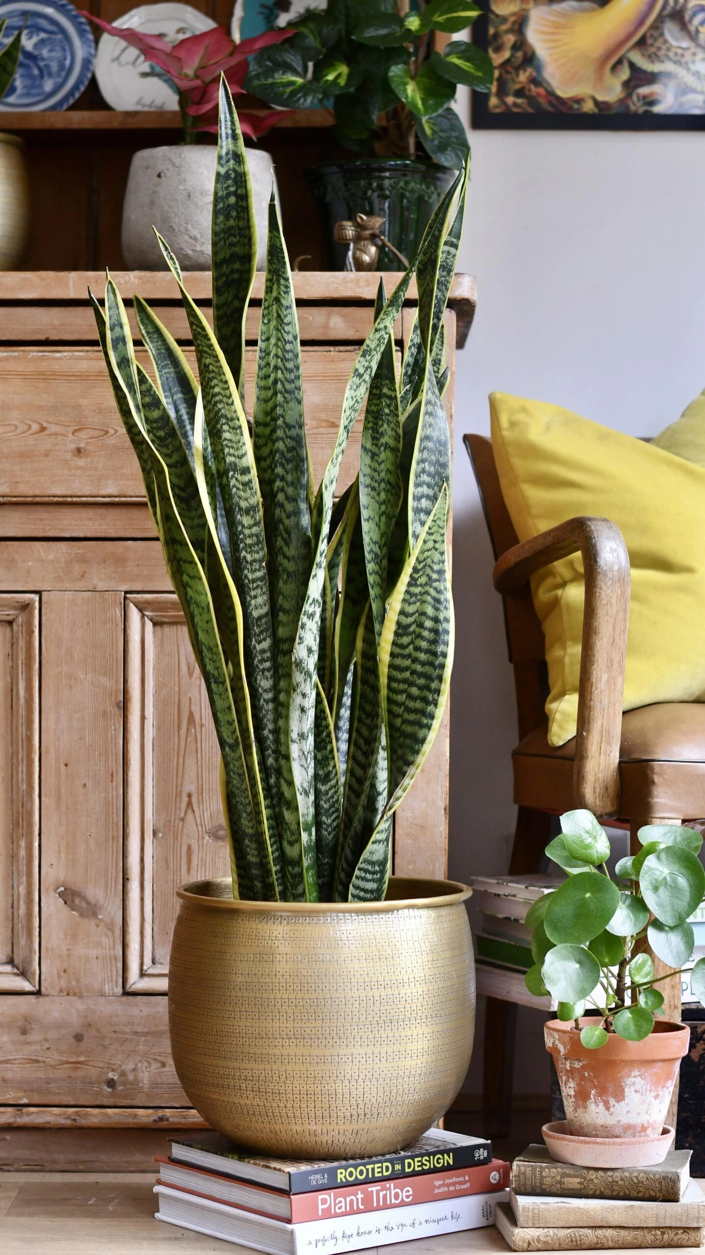 Sansevieria Trifasciata Laurentii & Brass Pot