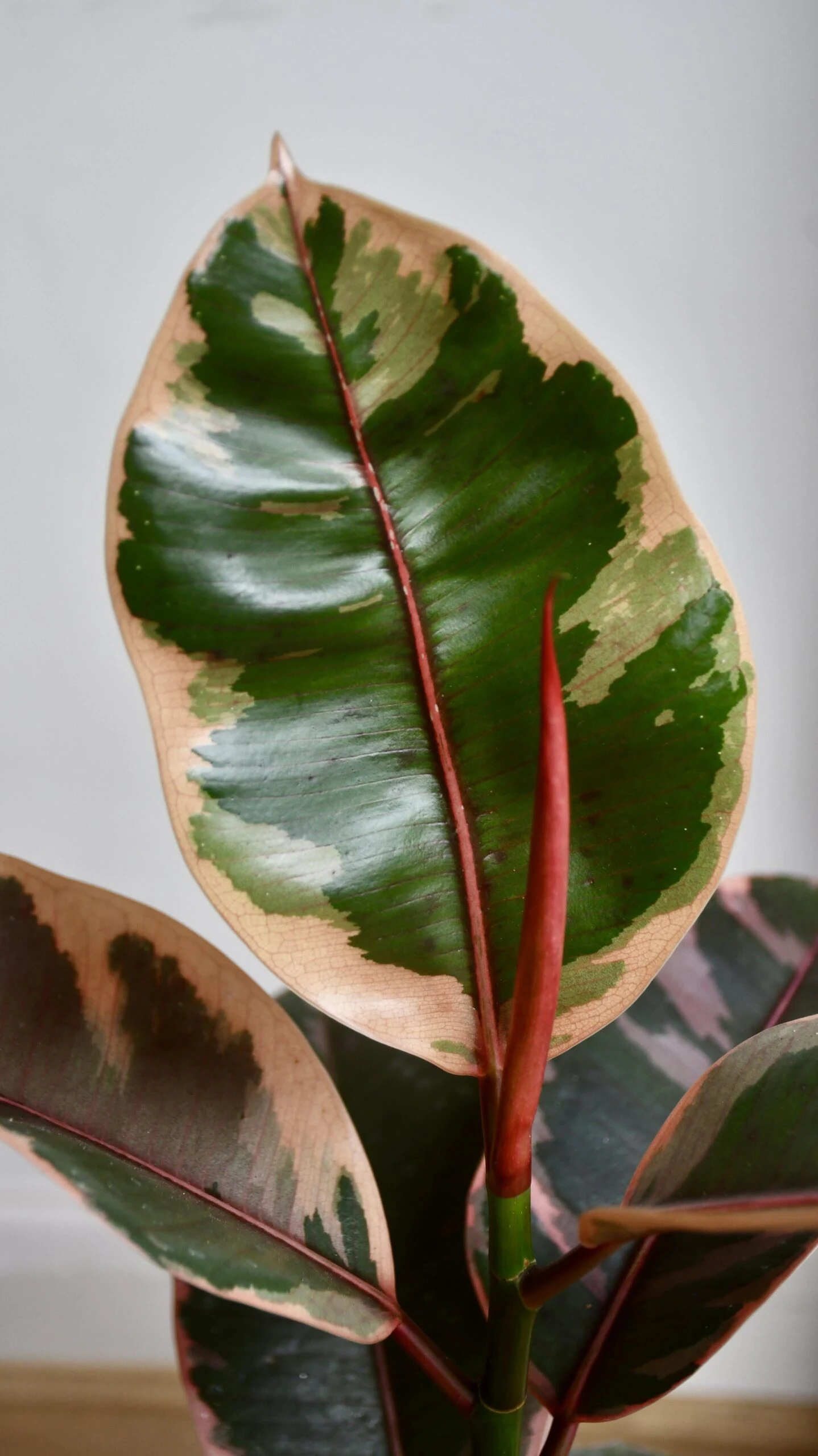 Ficus Elastica 'Belize' & Pot - Image 5