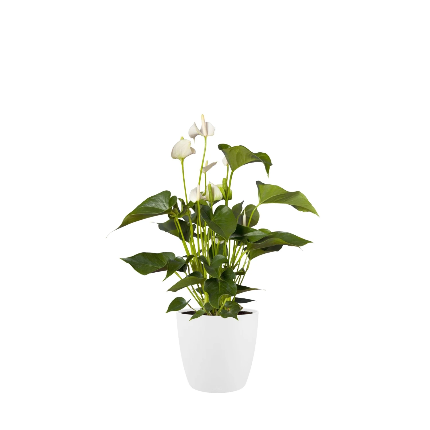 Brussels Round Plant Pot 30cm - Image 5
