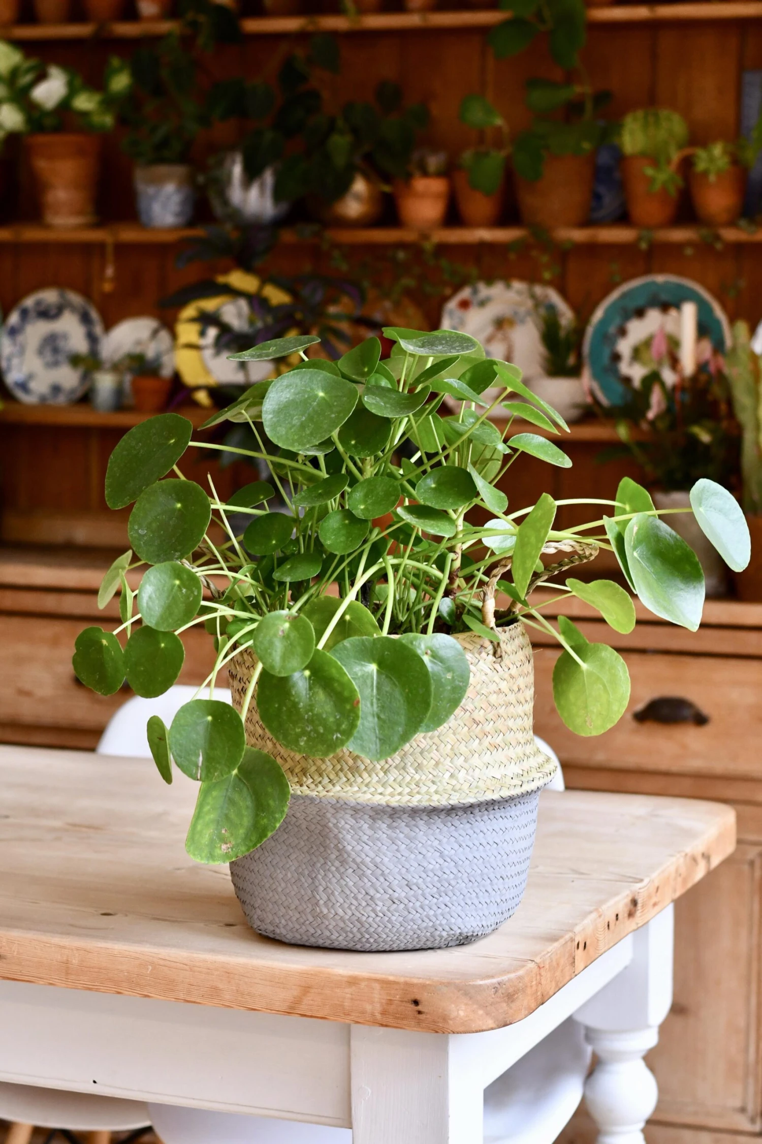 Pilea Peperomioides - Large - Image 3
