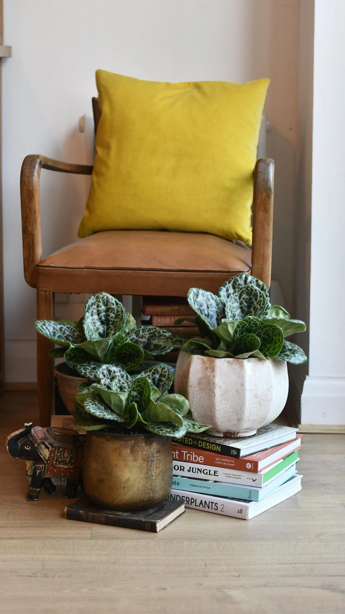 Streptocarpus Pretty Turtle - Image 3