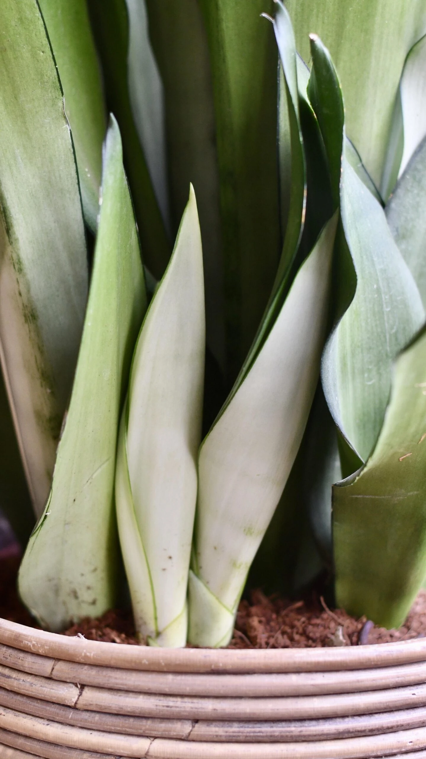 Sansevieria Trifasciata 'Moonshine' *Rare* - Image 4