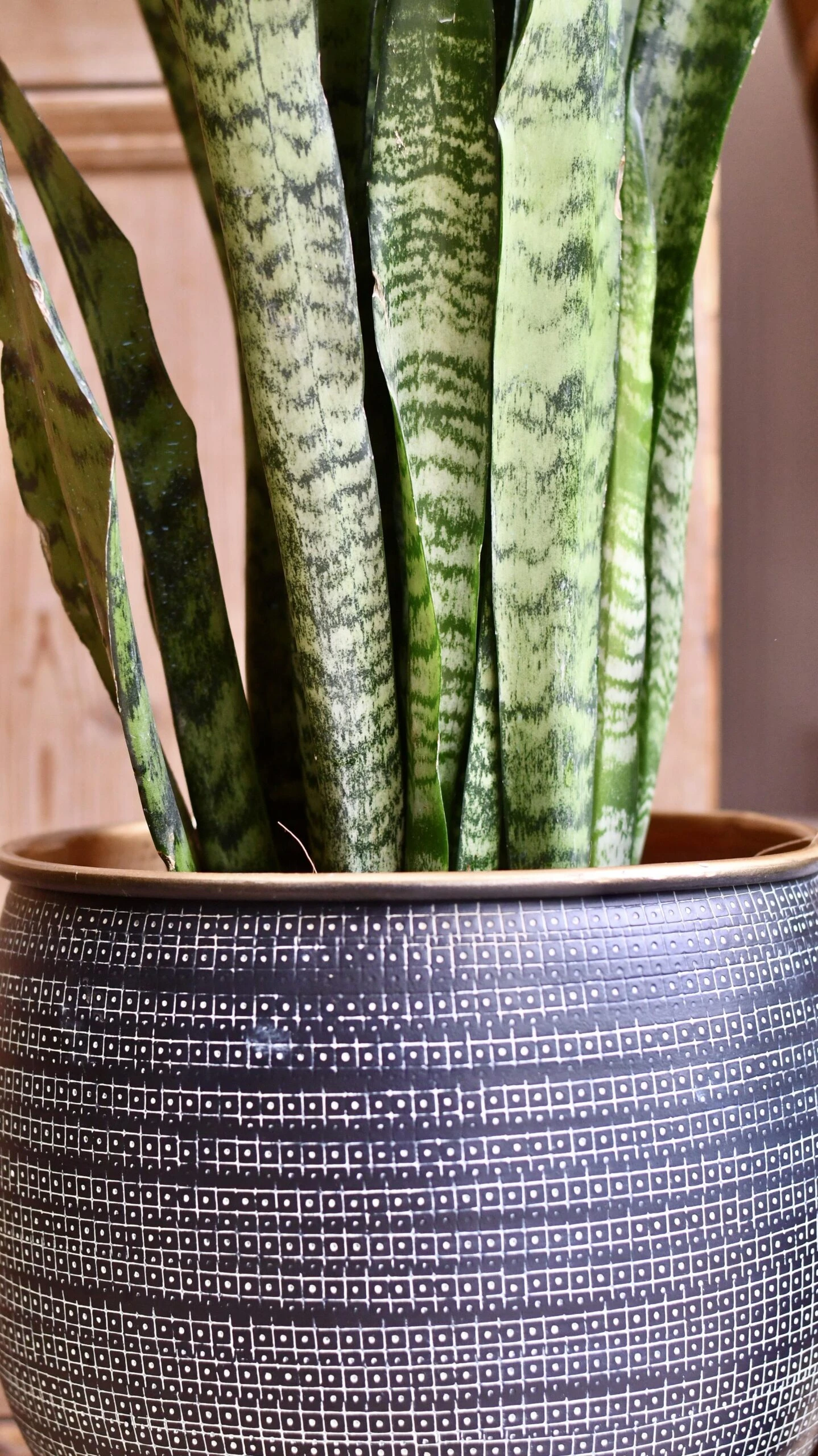 Sansevieria Trifasciata Zeylanica And Black Etched Planter - Image 2