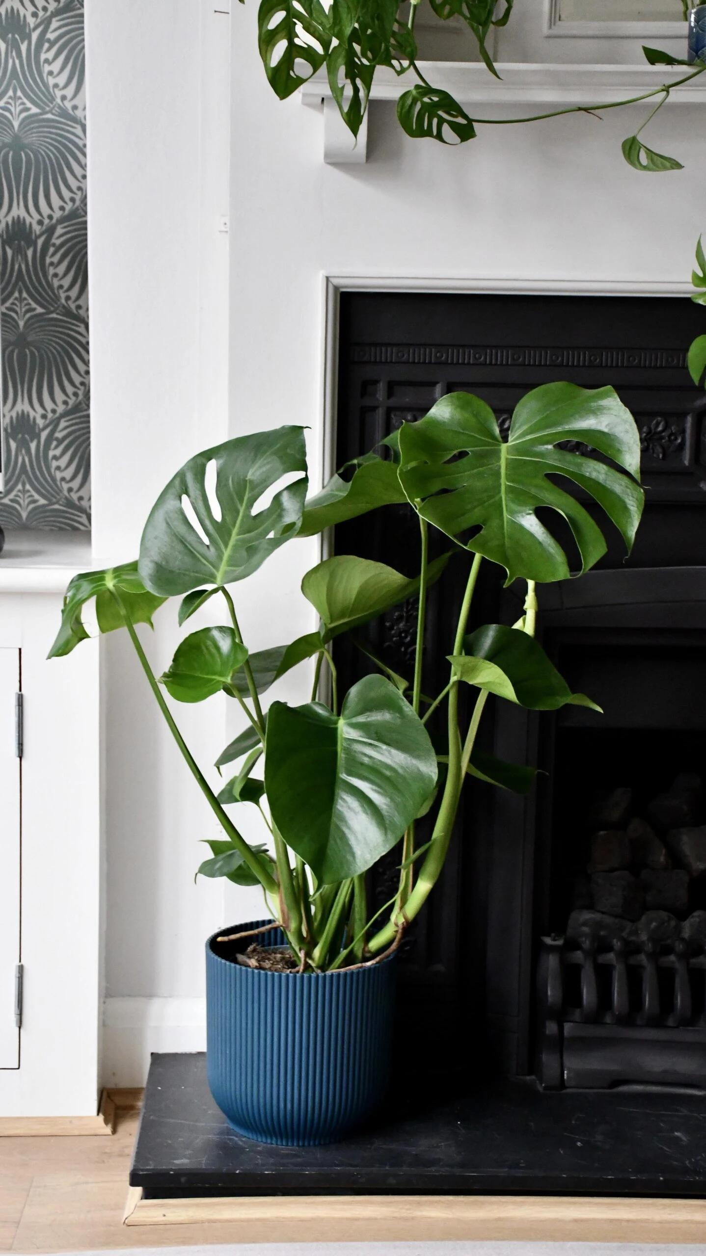 Large Monstera Deliciosa - Swiss Cheese Plant & Vibes Pot - Image 2