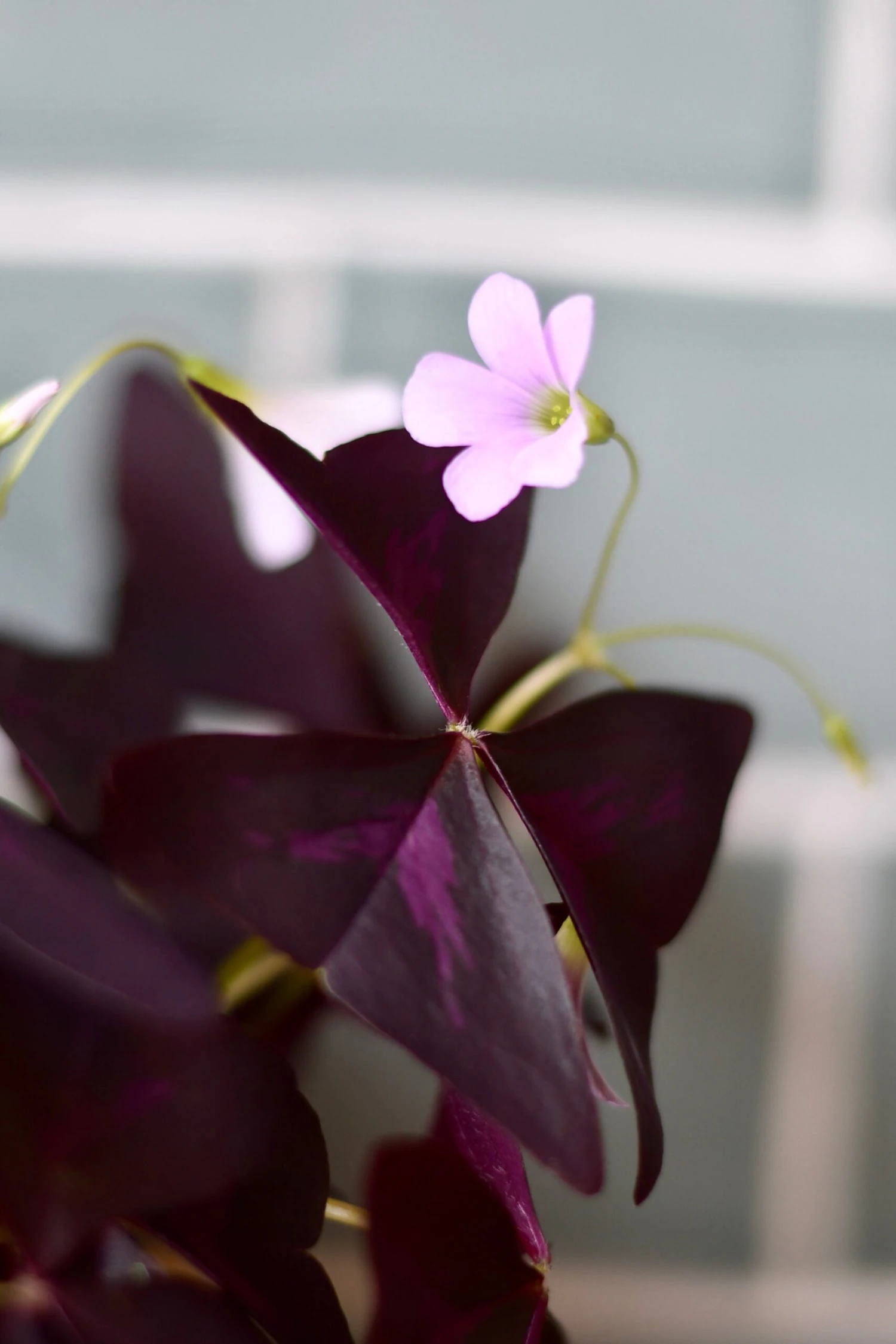 Oxalis Triangularis 'Purple Shamrock’ & Vibes Pot - Image 6