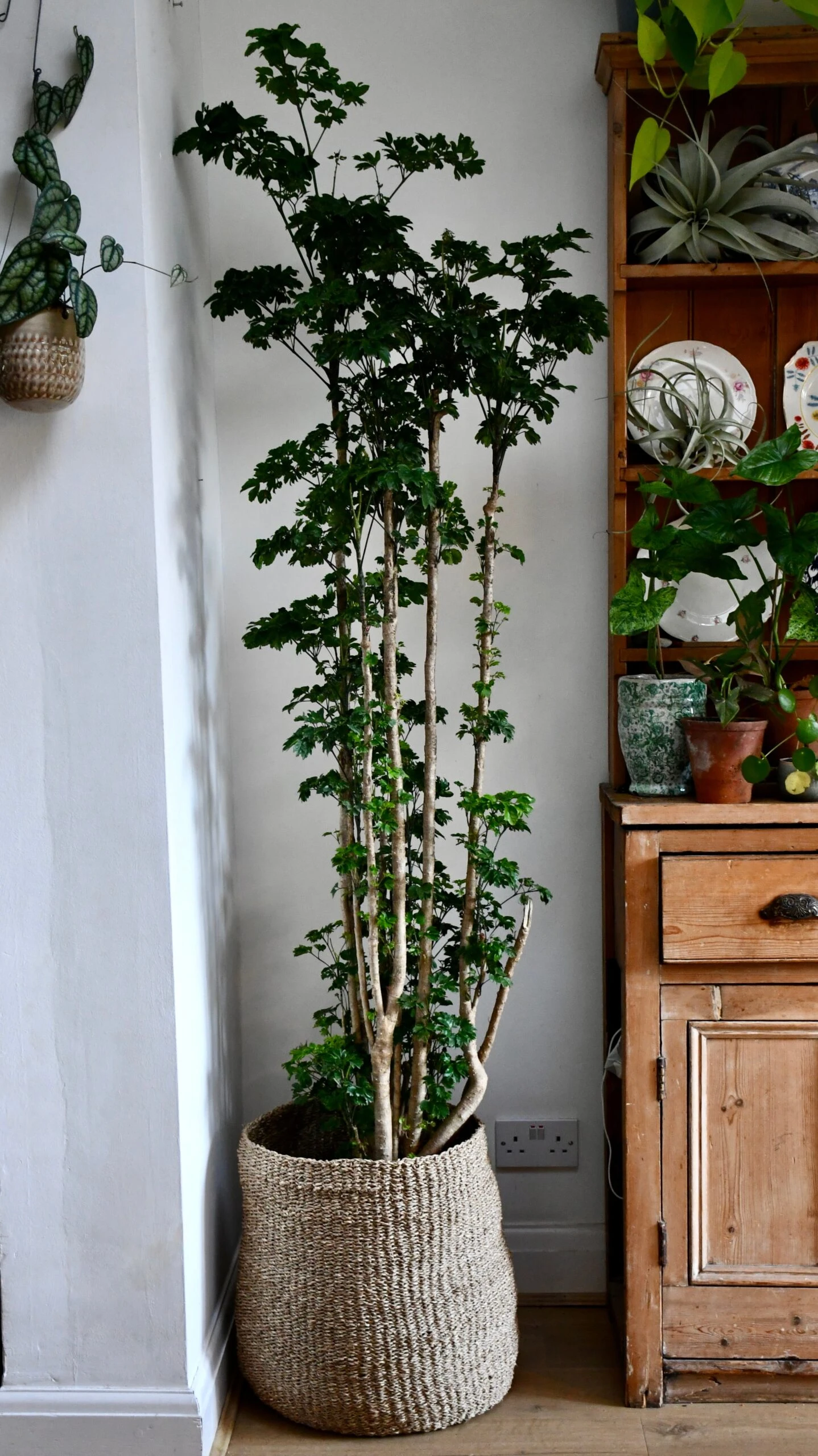 Polyscias Roble, Aralia Roble - Image 2