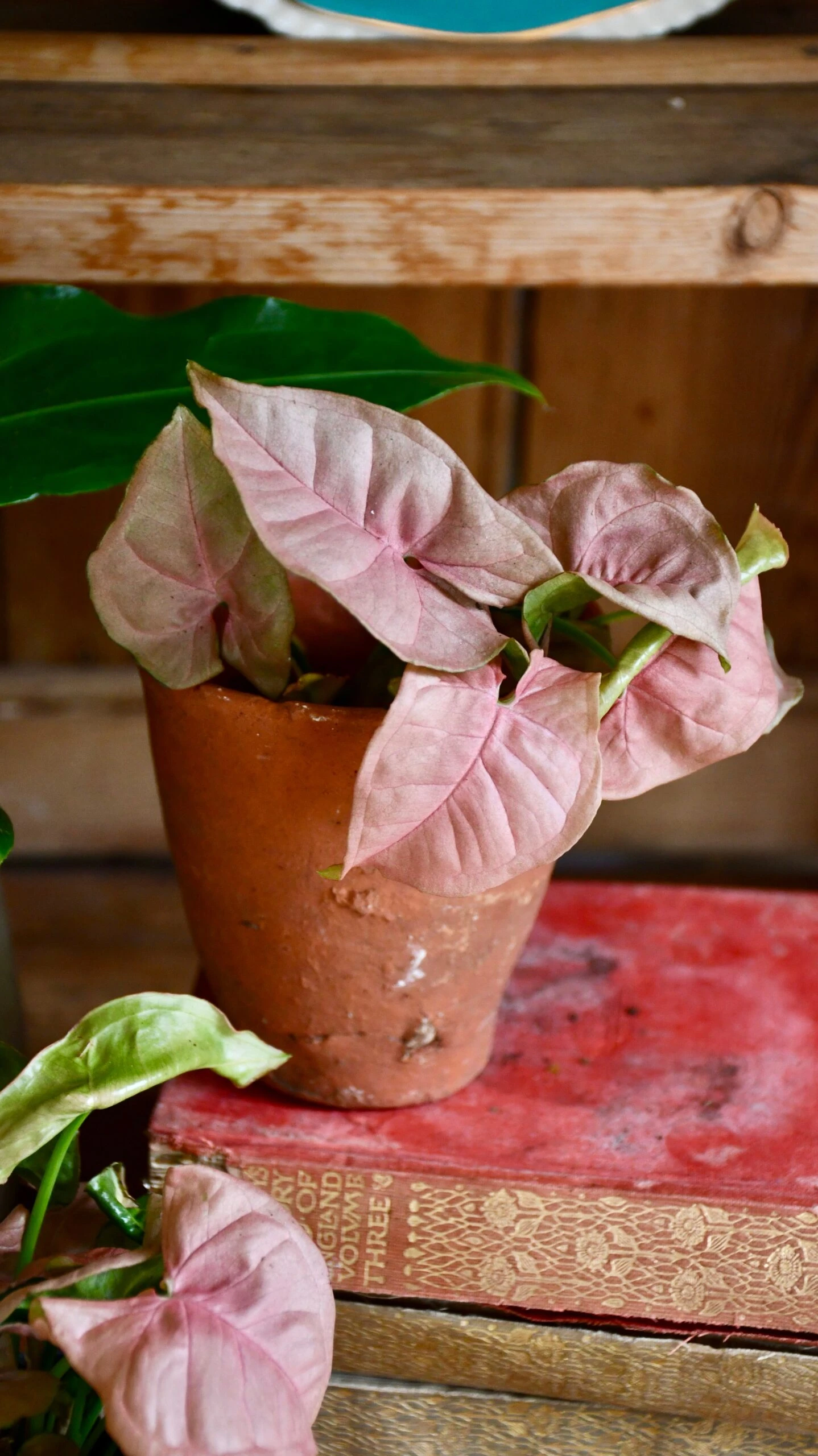 Baby Syngonium Podophyllum Red Heart - Image 2