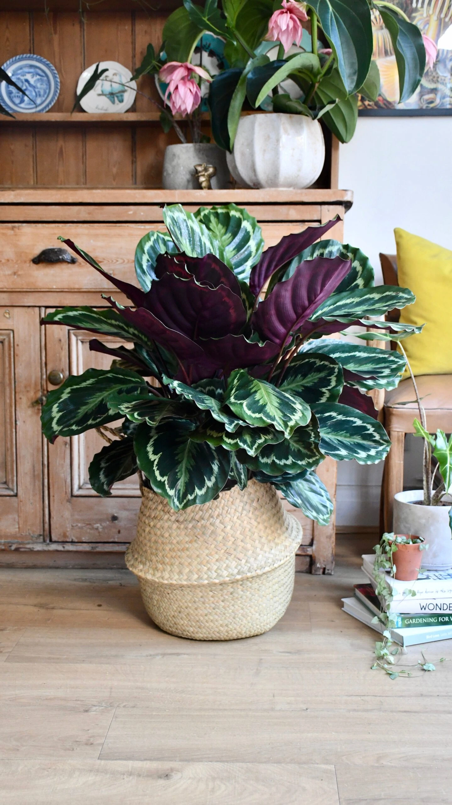 XL Calathea Roseopicta 'Medallion' - Image 3