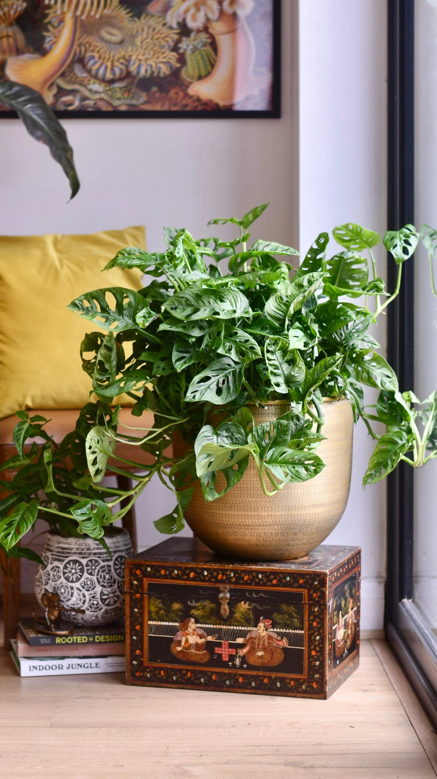 XL Monstera Obliqua 'Monkey Mask' - Image 3