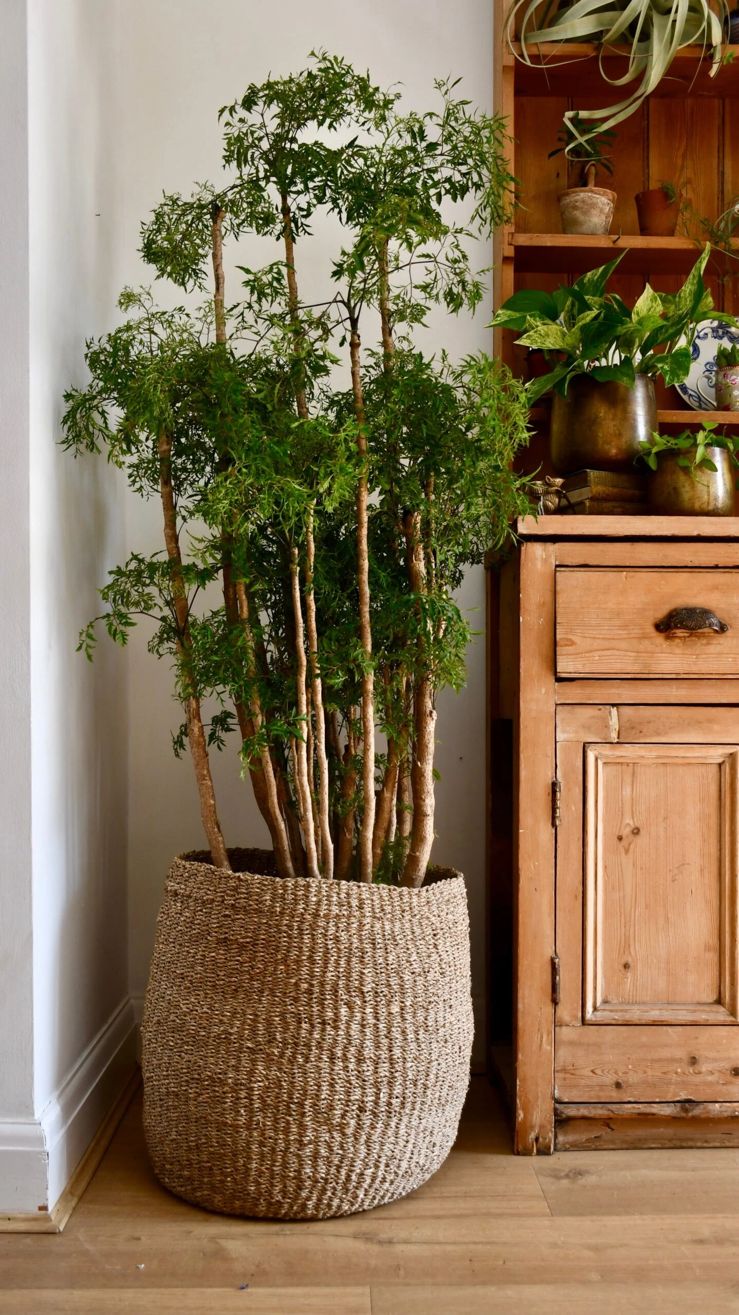 Polyscias Ming Or Aralia Ming - Image 3