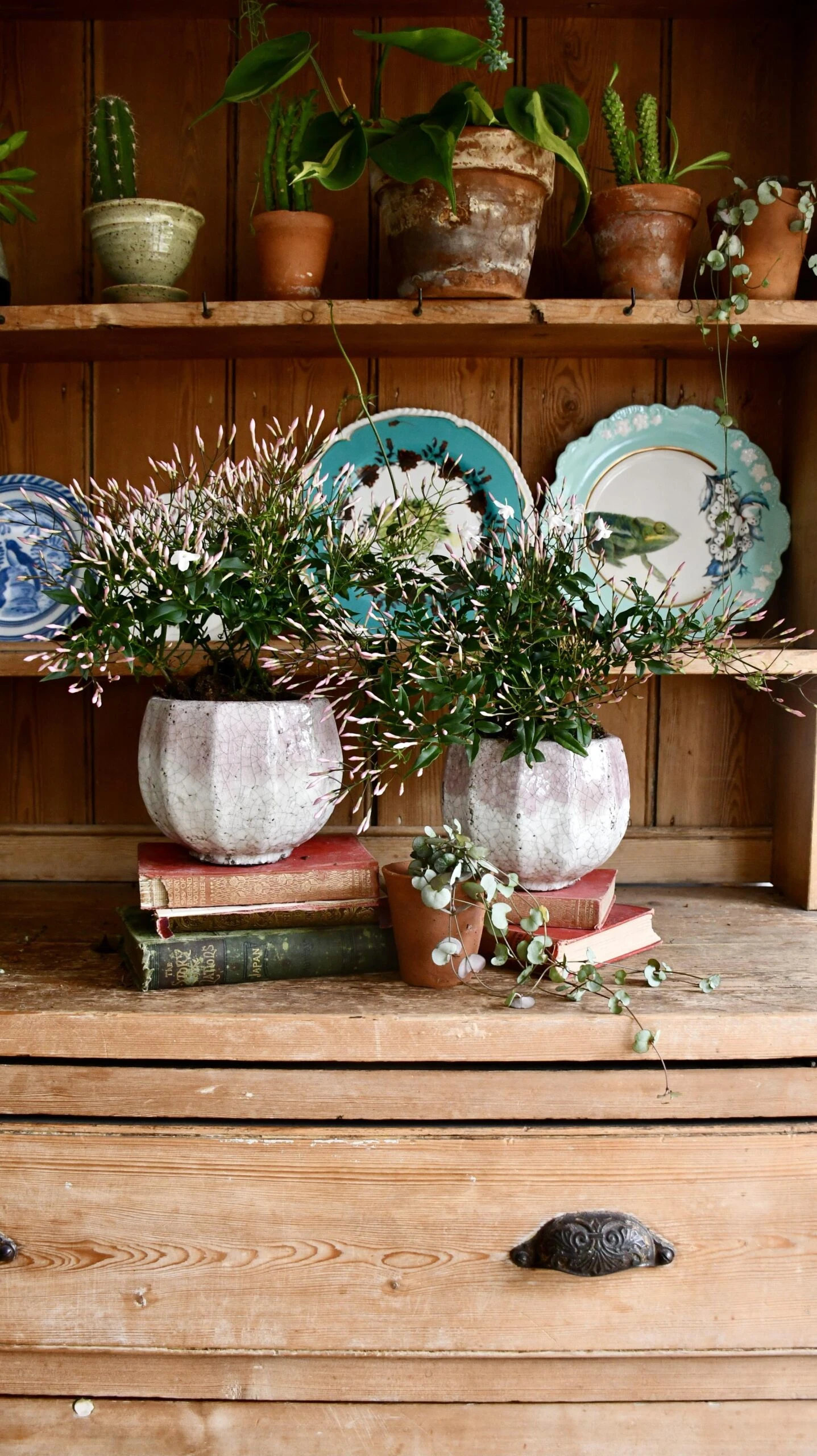 White Jasmine (Jasminum Polyanthium) - Image 3