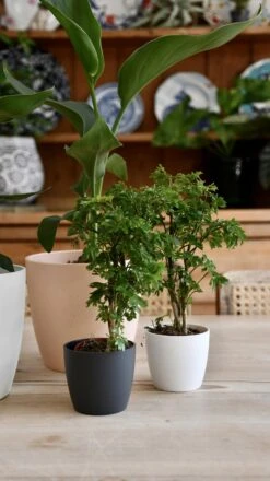 Baby Polyscias Ming Or Aralia Ming