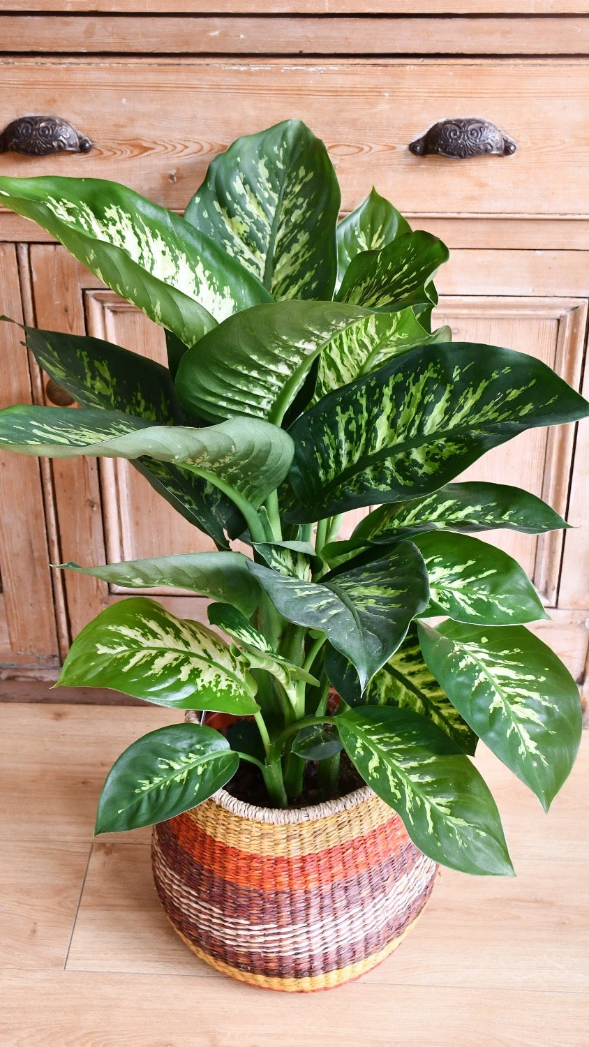 Dieffenbachia Tropic Snow (Dumb Cane) - Image 2