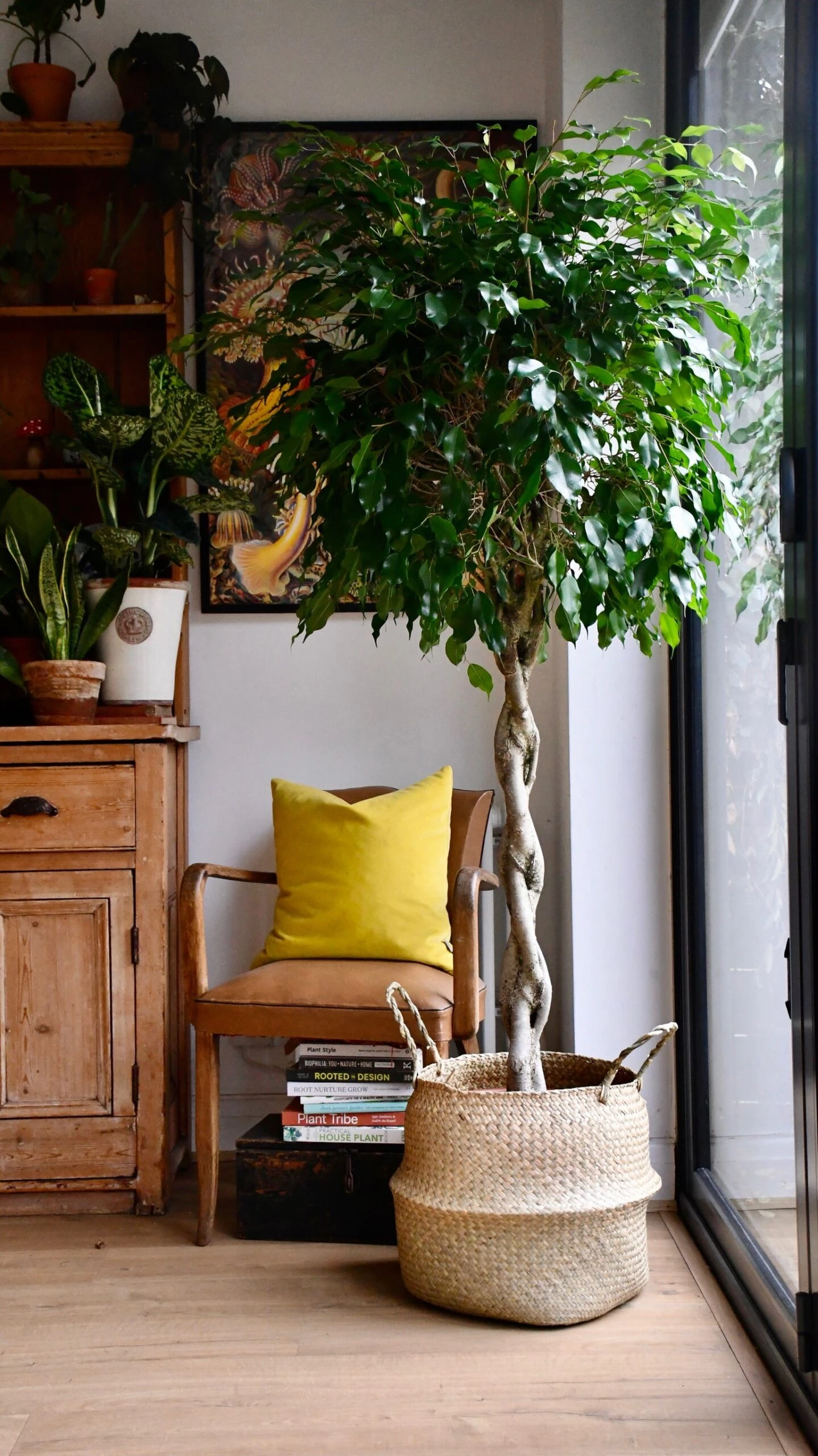 Weeping Fig Tree - Ficus Benjamina - Image 4