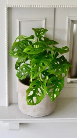 Monstera Obliqua - 'monkey Mask'