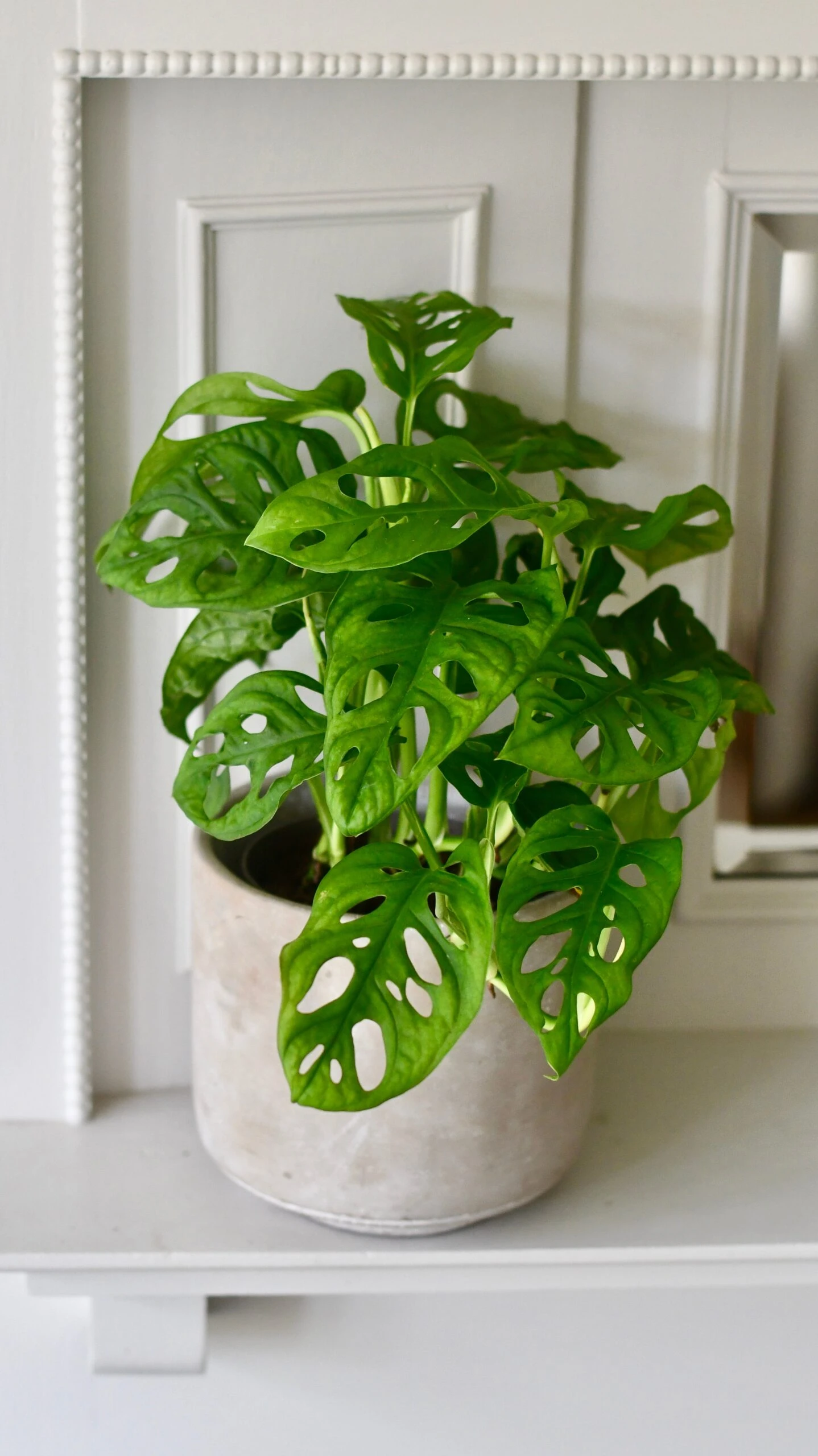 Monstera Obliqua - 'monkey Mask'